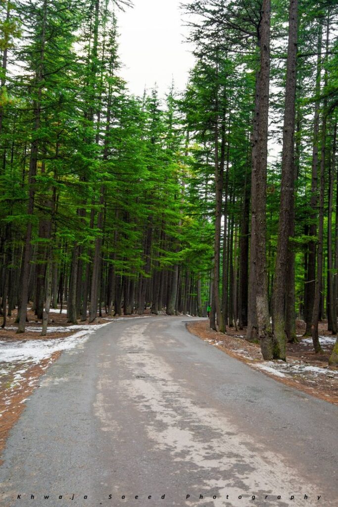 Usho Forest , Kalam , Swat – Pakistan